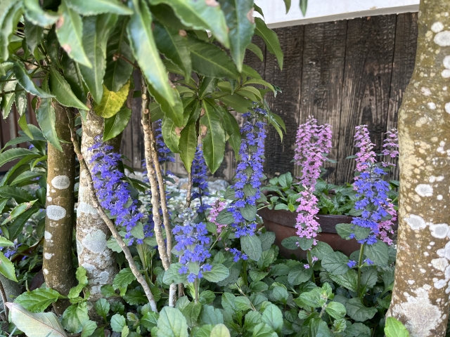 「アジュガを植えてはいけない」と言われる理由