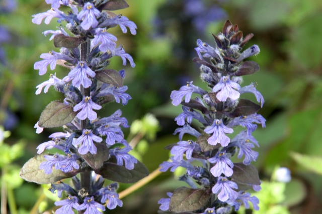 アジュガを植えてはいけない場所を避ければ上手に育てられる