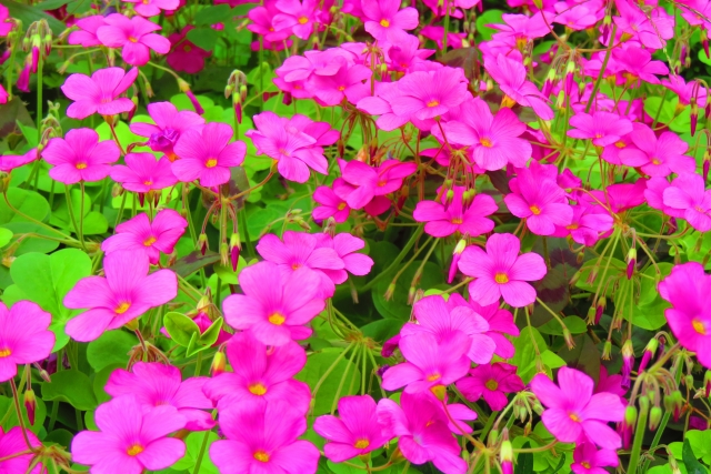 オキザリスを植えてはいけない理由