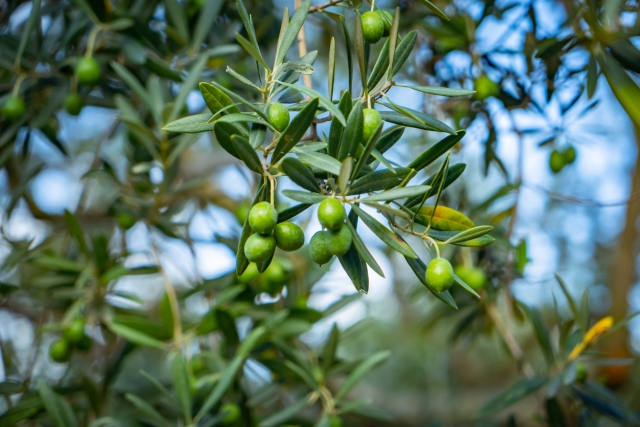 オリーブを植えてはいけない理由【7つの注意点】