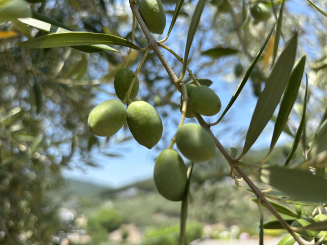 オリーブを植えてはいけない場合の対処法【後悔しない育て方】