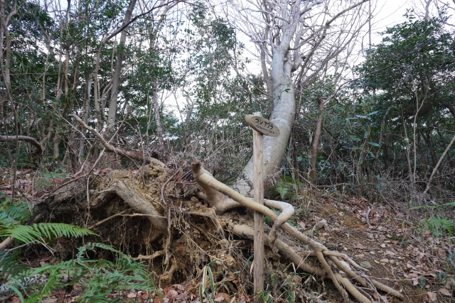 コシアブラを庭に植えてはいけない理由【7つのリスクを解説】