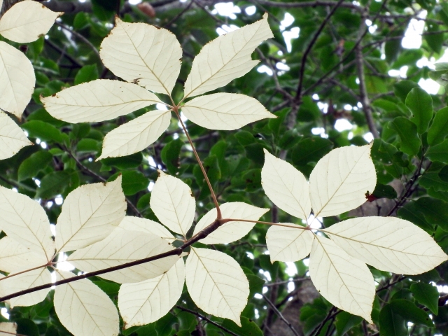 コシアブラを庭に植えてはいけない場合の対処法【安全な栽培方法】