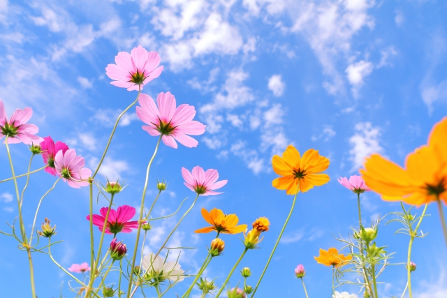 コスモスを庭に植えてはいけない場合の対処法