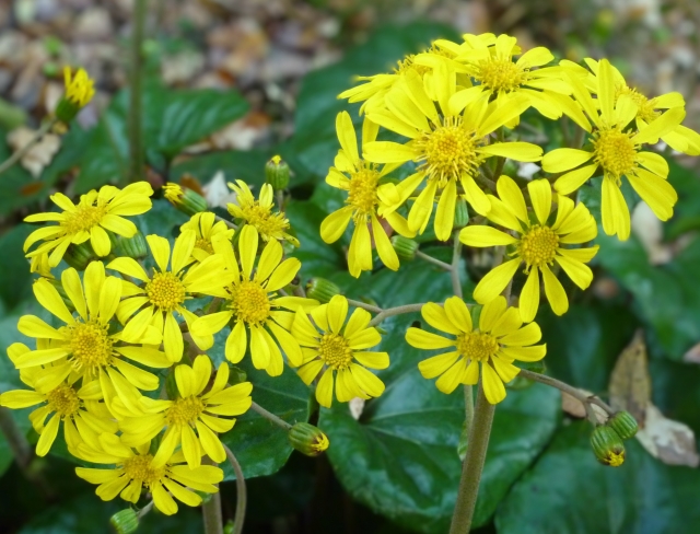 ツワブキの特徴と基本情報