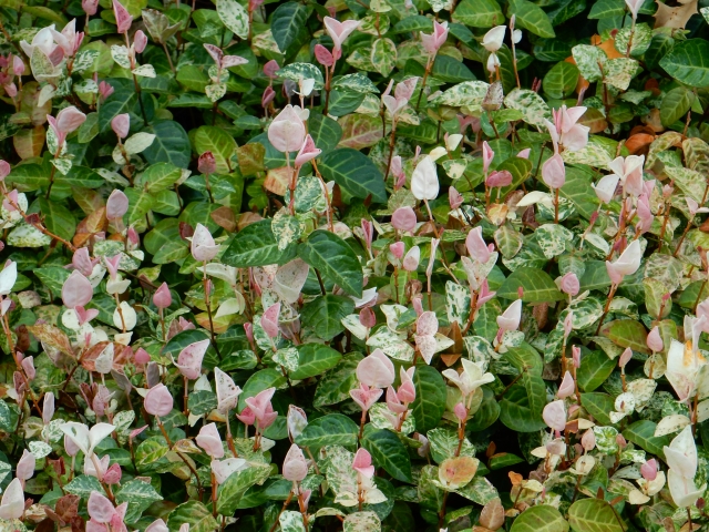 ハツユキカズラを植えてはいけない理由