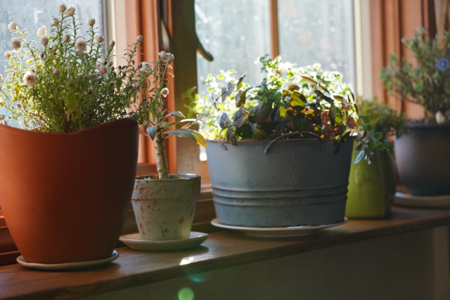 ハツユキカズラを植えてはいけない場合の対処法