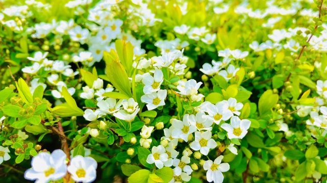 バコパを植えてはいけない原因｜知っておきたい5つのリスク