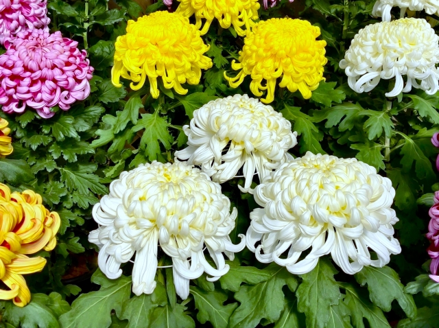 菊を庭に植えてはいけない理由【5つの注意点】