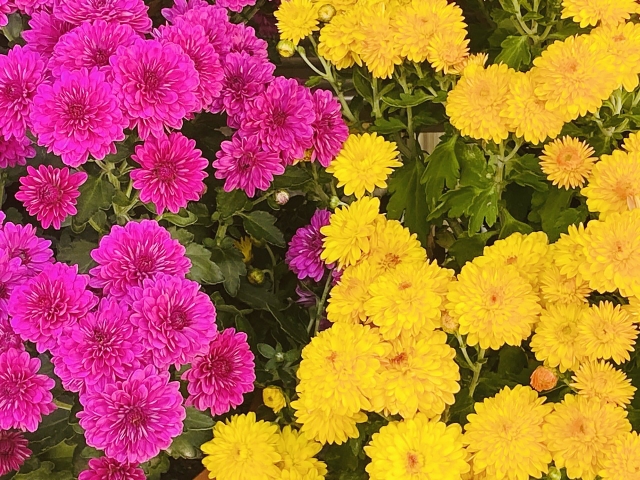 菊を庭に植えてはいけない場合の対処法【安全に楽しむ方法】