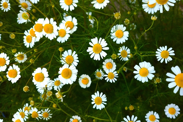 カモミールを庭に植えてはいけない7つの理由