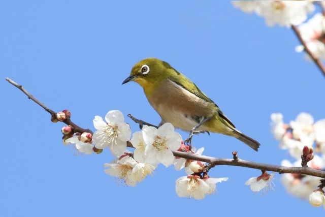 梅の木の平均的な寿命とは