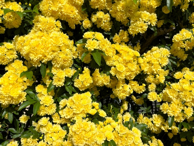 モッコウバラを庭に植えてはいけない6つの理由