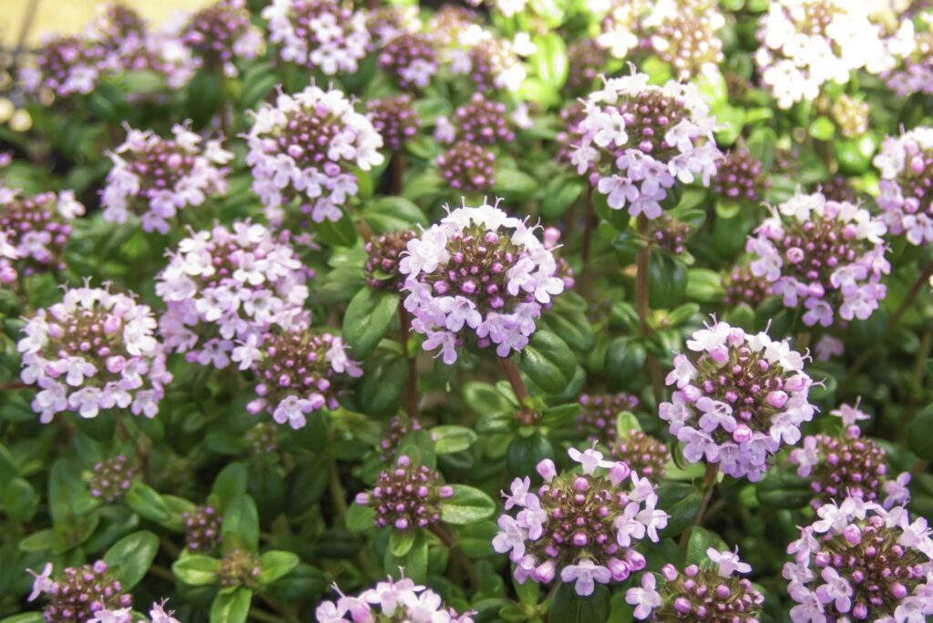 クリーピングタイムを庭に植えてはいけない6つの理由