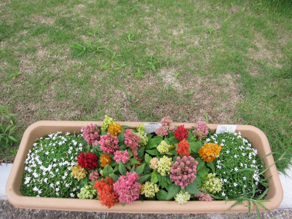 プラティアを庭に植えてはいけない7つの理由