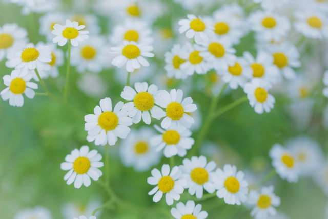 カモミール植えてはいけない原因とは
