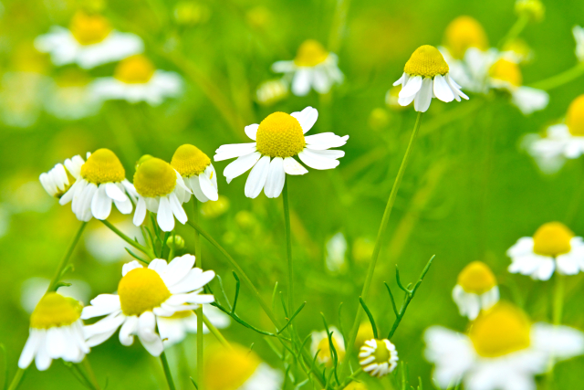 カモミール植えてはいけない場合の対処法