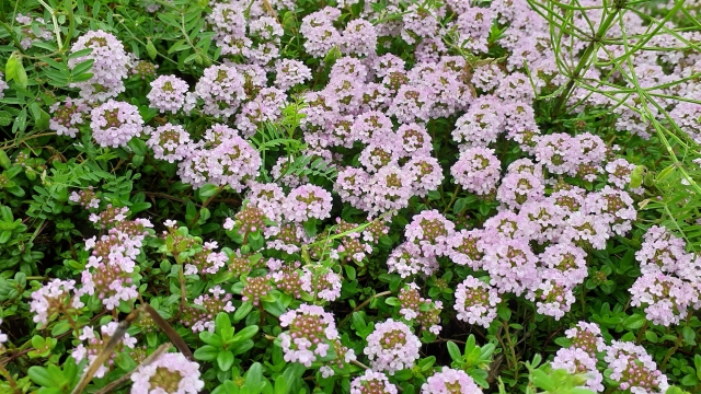 クリーピングタイム植えてはいけない場合の対処法と正しい育て方