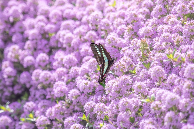 クリーピングタイム植えてはいけない理由とは?5つのデメリット