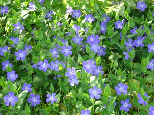 ツルニチニチソウの花言葉は怖い？真相と由来を解説