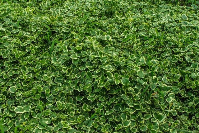 ツルニチニチソウの花言葉の良い意味と色別・国別の違い