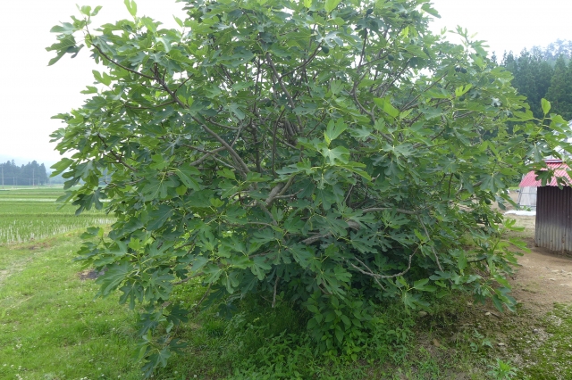 イチジクを庭に植えてはいけない理由を徹底解説