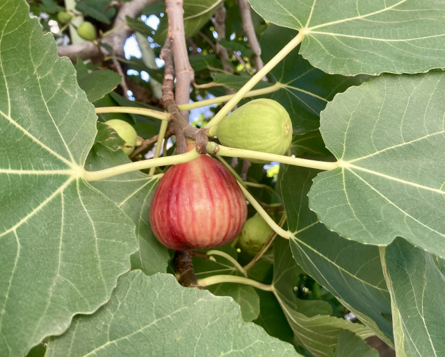 イチジクを庭に植えてはいけない問題への対策方法