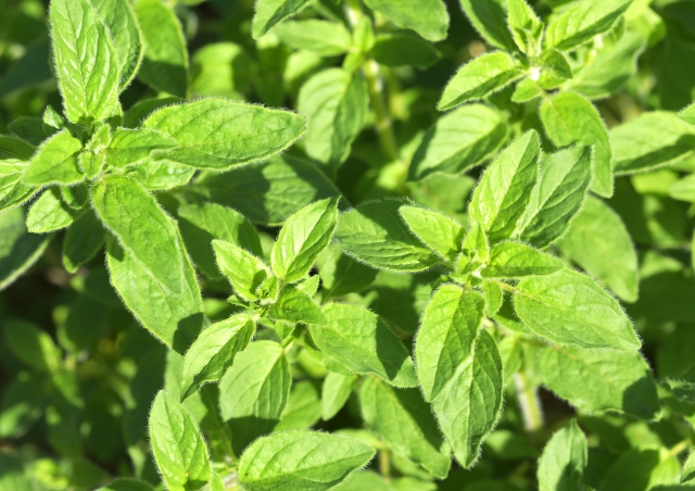 オレガノを植えてはいけない理由を徹底解説