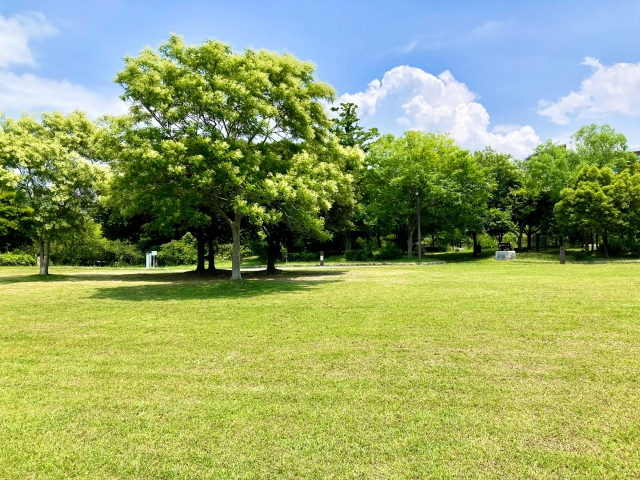 シマトネリコ10年後の対策と上手な付き合い方