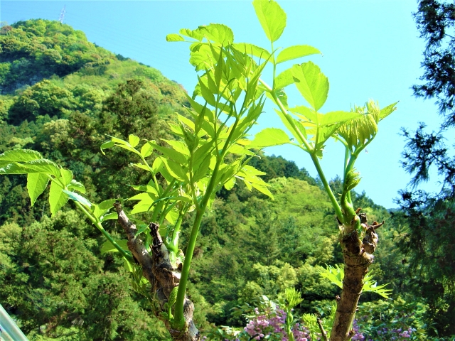 タラの木の基本情報と寿命の特徴