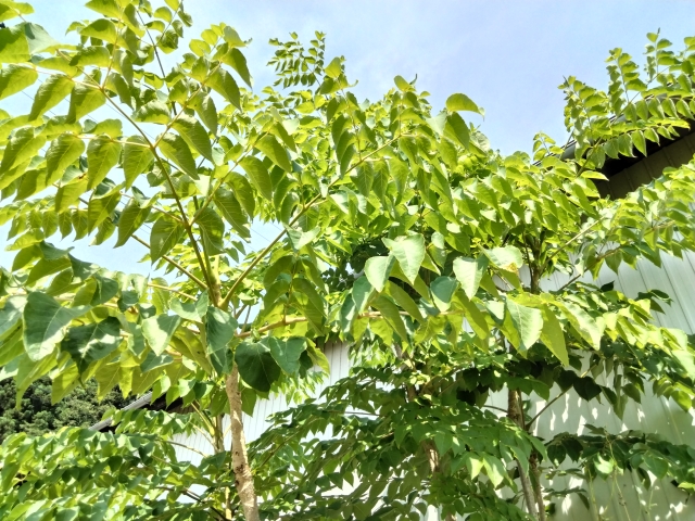 タラの木の寿命に影響する要因と長持ちさせる秘訣