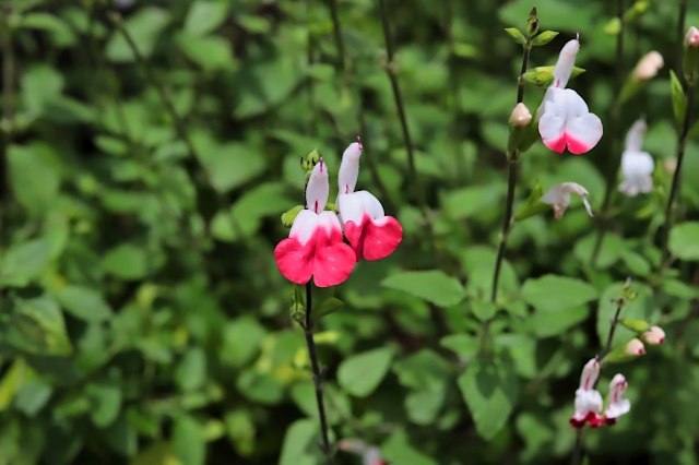 チェリーセージの毒性について