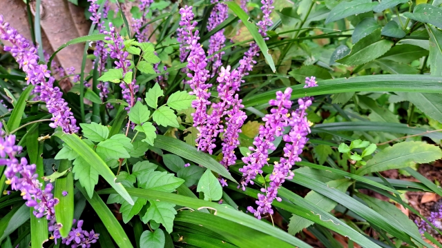 ヤブランを植えてはいけないと言われる6つの理由