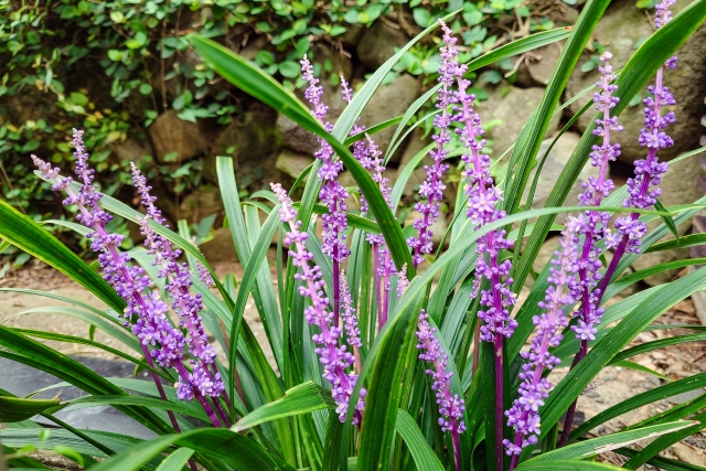 ヤブランを植えてはいけない場合の対策方法