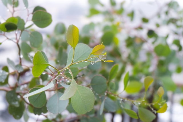 ユーカリポポラスを植えて後悔する理由とは？よくある失敗例