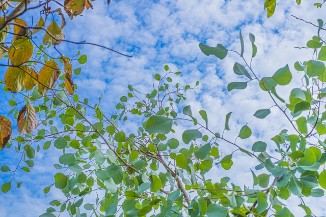 ユーカリポポラスで後悔しないための対策
