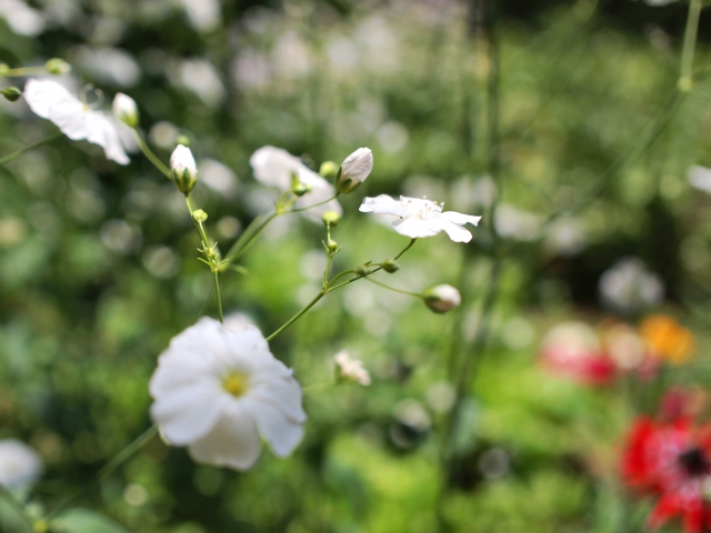 かすみ草を安全に育てるための正しい方法