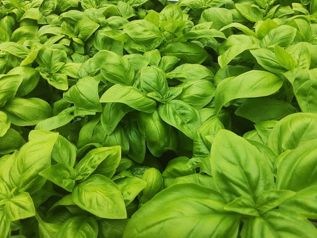 バジルを植えてはいけないと言われる理由