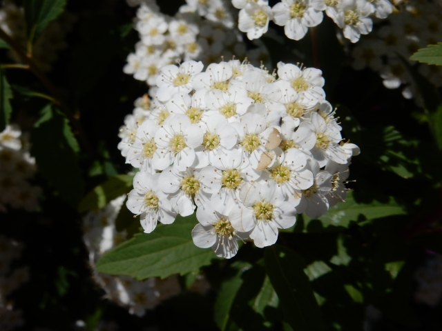 コデマリを植えてはいけない場所を避けて上手に育てる方法