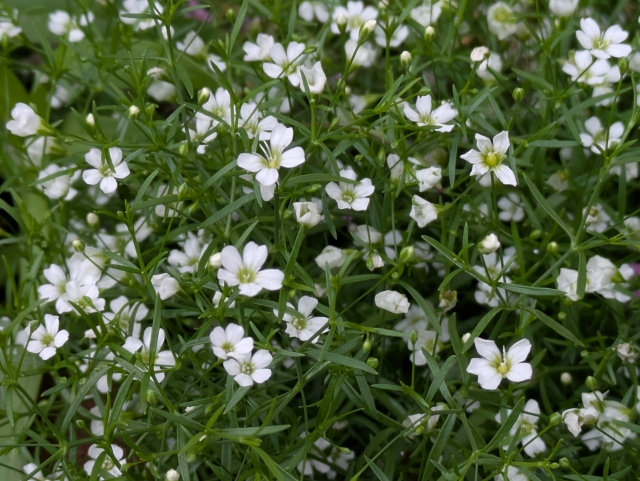 かすみ草が「植えてはいけない」と言われる5つの理由【対策方法も解説】