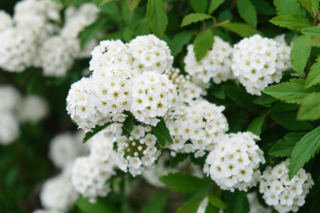 コデマリを「植えてはいけない」と言われる5つの理由