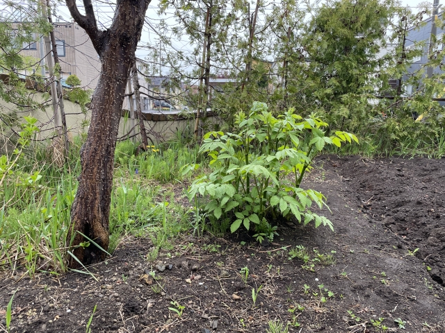 ウド植えてはいけない理由｜モンスター過ぎる地下茎に要注意