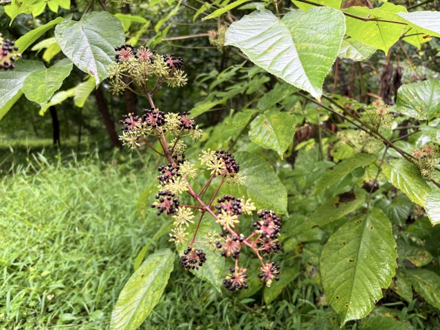 ウド植えてはいけない場合の対処法