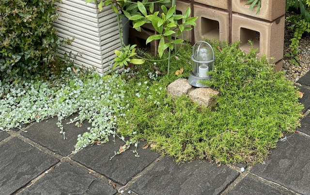 セダムを植えてはいけない原因とは？後悔する理由を徹底解説