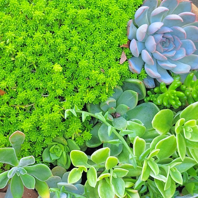 セダムを植えてはいけない場合の対処法と後悔しない育て方