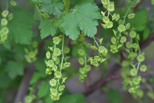 フサスグリの特徴と基本情報を知っておこう