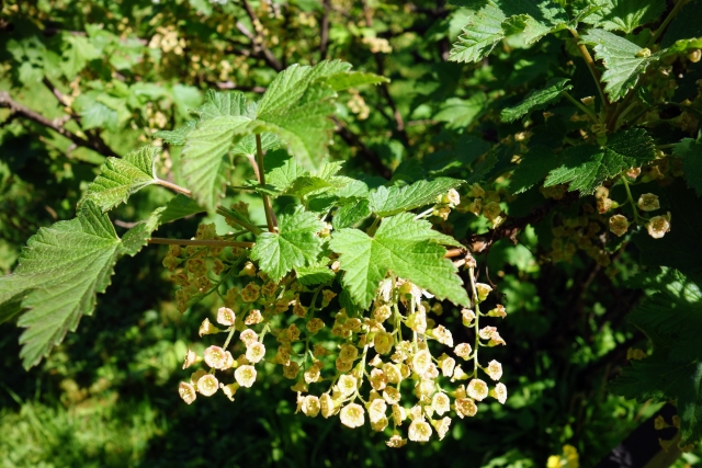フサスグリを植えてはいけない場合の対策【成功する育て方】