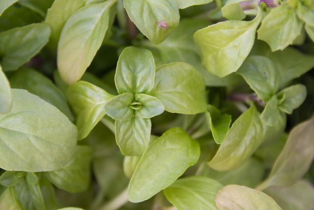 ペニーロイヤルミントを植えてはいけない理由【知っておくべき5つのリスク】