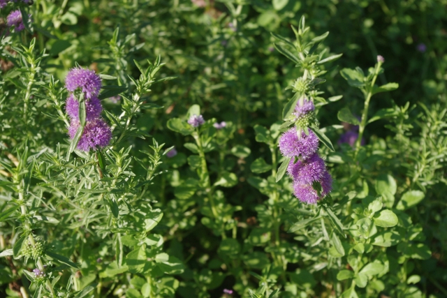 ペニーロイヤルミントは植えてはいけない？対策と安全に楽しむ栽培方法