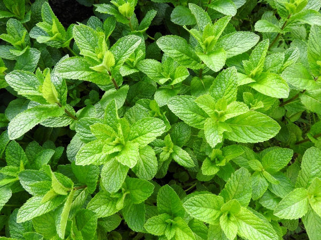 ミントの繁殖力への効果的な対策方法